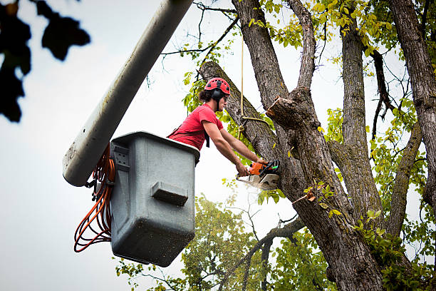 Best Emergency Tree Removal  in Butte, AK